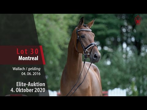 Elite-Auktion 4. Oktober 2020 Lot 30 Montreal Wallach v. Morricone I - Ramiro's Son