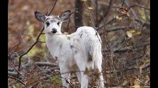 Rare white piebald deer fawn