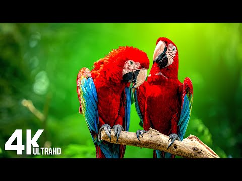 Macaw Parrots 4K - Relaxing Music With Colorful Birds In The Rainforest - 4K VIDEO (UTRAHD)