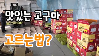 맛있는 고구마 고르는법? 꿀호박고구마!