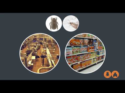 What are Pantry Pests?  Homeowner’s Guide to Pest Control