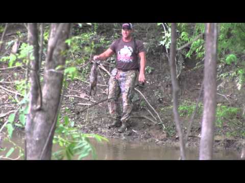 Coon Calling in the Daytime