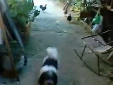 A vingança do garnizé