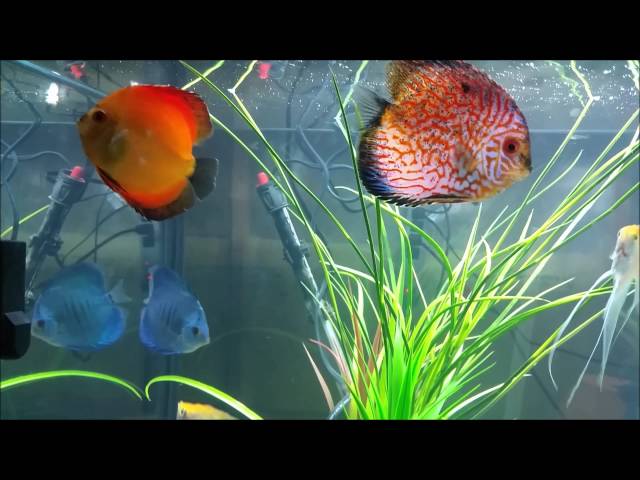 Discus for Beginners