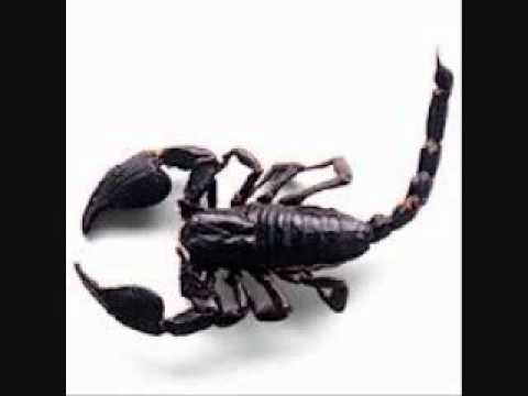 Carnival DEFI by Scorpio Fever