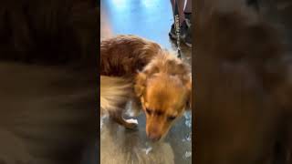 Video preview image #1 Chihuahua-Unknown Mix Puppy For Sale in Rockville, MD, USA