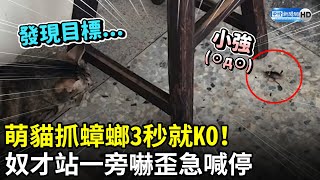 [問卦] 貓貓真的會抓蟑螂嗎？