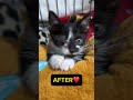 BEFORE AFTER Kitten Eye Removal Ivan