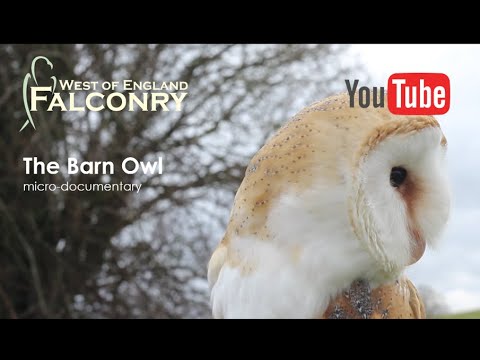 The Barn Owl: a micro-documentary