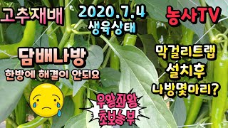 고추재배, 말걸리트랩 설치 후기, 품종에 따라 고추 색깔 차이가 나요. [농사TV]