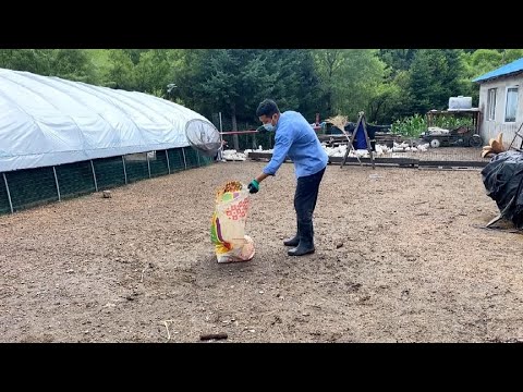 養鵝防蛇