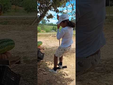 Conheçam a banca de frutas em Celso Ramos Santa Catarina. #frutas #celsoramos