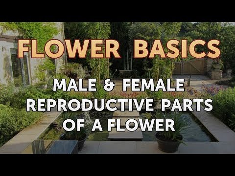 How to Get More Canna Lily Blooms