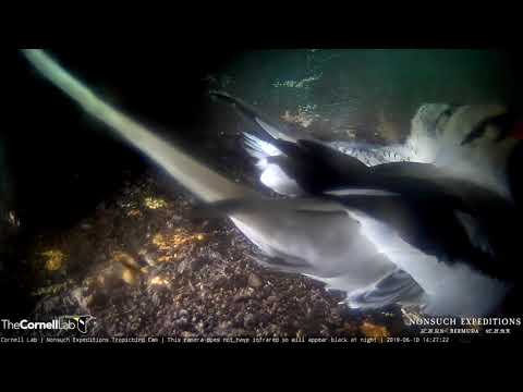 Large Lunch For White-tailed Tropicbird Chick – June 10, 2019