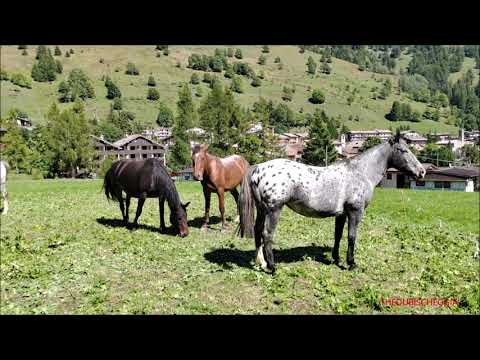 CAVALLI ARGENTINI E ANDALUSI ; FIERA IL RITORNO DALL' ALPE A PONTECHIANALE (CN) DOM. 11 - 9 - 2022.
