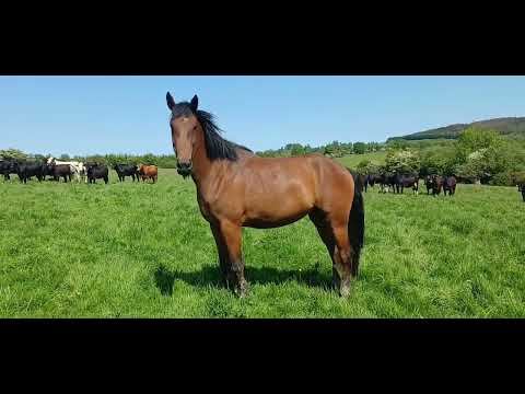 Irish Draught filly - Image 2
