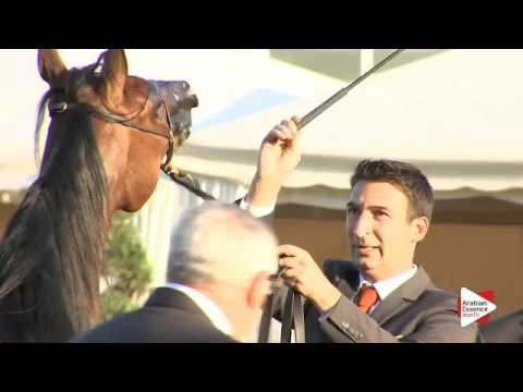 N.63 SHAINA DVA - Arezzo 2015 - Yearling Fillies (Class 7B)