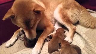 THE LOVE STORY OF HACHI AND YUMI - 25 Novembre 2015