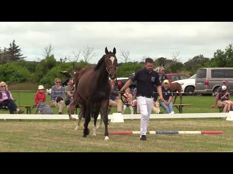 Holsteiner Fohlenschau Föhr 2022 | HF | Caretino x Million Dollar | St. 6786 | Ocke Riewerts