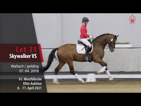 61. Elite-Auktion Trainingsvideo Lot 31 Skywalker VS Wallach v. Secret - Belissimo M