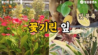 잎을 보면 알 수 있는 꽃기린 상태 