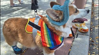 GAY CORGI??!!