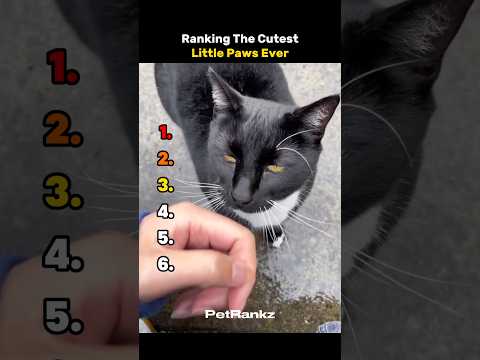 Ranking The Cutest Little Paws Ever 😭🐾