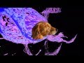 The Dog Editions – Jesus Comes Back As A Homeless Man Who Thinks He’s Jesus – FASCINOMA