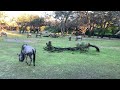 WILD ANIMALS On SAFARI Disney S Animal Kingdom Kilimanjaro Safari Experience
