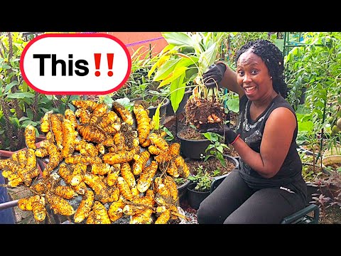 One Of The World's Best Natural Medicine Growing Wild In My Backyard!