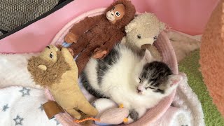 [問卦] 大家Youtube首頁都出現什麼？