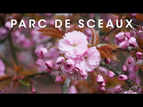 download lagu mp3 mp4 Cherry Blossoms In Paris 2019, download lagu Cherry Blossoms In Paris 2019 gratis, unduh video klip Cherry Blossoms In Paris 2019