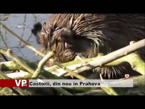 Castorii, din nou în Prahova