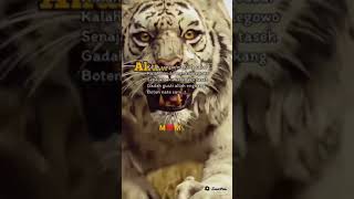 Download lagu story macan putih mp3 Download lagu story macan putih mp3