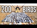 SHOOTING 200 Pigeons!!! Kansas Pigeon Hunting 2017