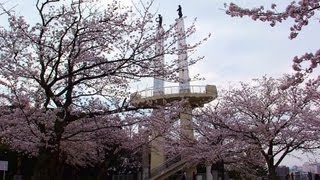 preview picture of video '太田山公園の桜 （千葉県木更津市） 2013年3月24日'