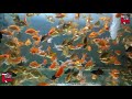Wonderful Fish Koki Oranda Goldfish Fantail Goldfish And Black Moor