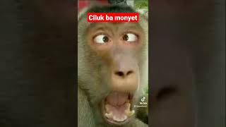 Download lagu ciluk ba monyet lucu mp3 Download lagu ciluk ba monyet lucu mp3