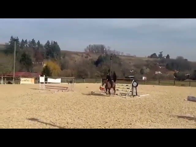 Selle français de 6 ans a vendre 