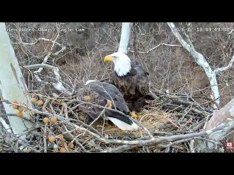 Glen Hazel (Hays) Eagles-HM2 decorates the nest for Mom!😁(Sycamore Button Balls). 02-18-2026 9:48