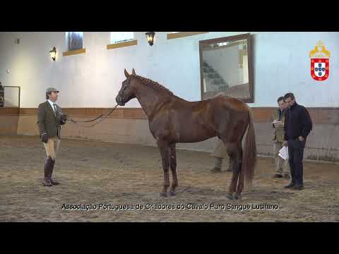 230128 4 Napoleão do Cabeção - Aprovação de Garanhões