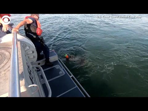 WEB EXTRA: U.S. Coast Guard Rescues Loggerhead Turtle