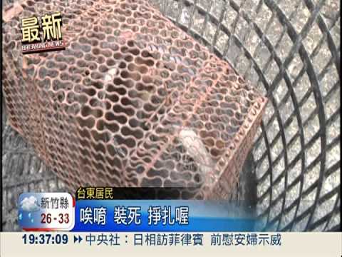 台東2婦人遭家犬咬傷 送醫暫無礙