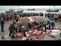 Arctic White Sea Survival Hunt Walrus Hunting And Butchering Journey