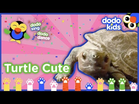 Turtle Cute (Please Don’t Be So Cute!) Song | Dodo Kids: Dodo Sing Dodo Dance