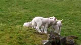 Agape Singers at Glens of Antrim, Northern Ireland