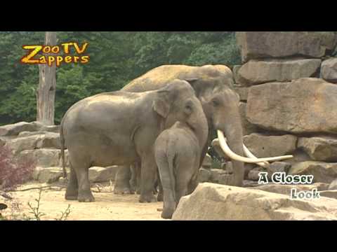 ZooZappers - Elephant Family