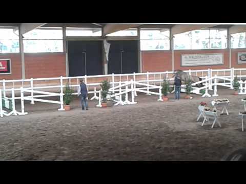 2014KörungWickrath #25 Alposas Mr.Reagy / Movie Star