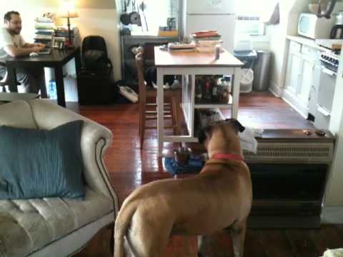 Mayli the Labradane's First House Guest