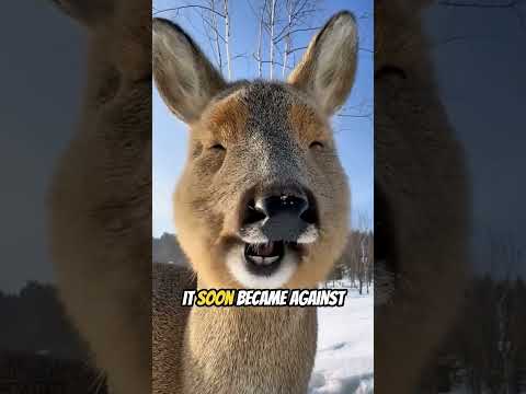 Curiosity killed the deer